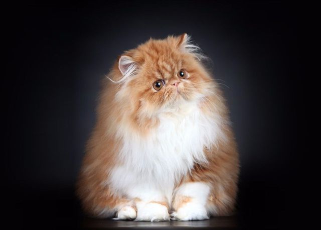 персидская кошка